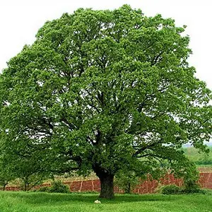 Oak