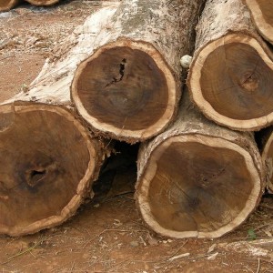Palisander Rosewood