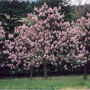 Princess Tree
