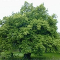 apple wood