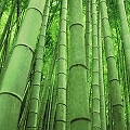bamboo