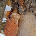 birch