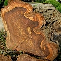 rosewood