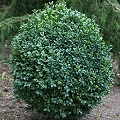 boxwood