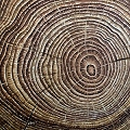 cabreuva tree