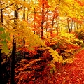 cashmere woods