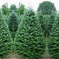 fir