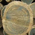 vera wood