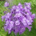 Blue Jacaranda