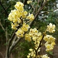 aromatic litsea