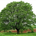 oak tree