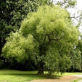 pagoda tree