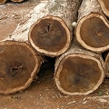 rosewood