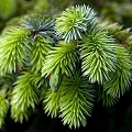 spruce