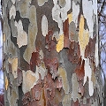 platanus