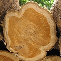 teak