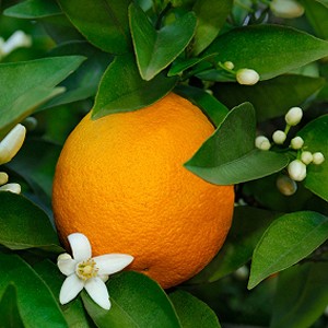 Citrus Floral