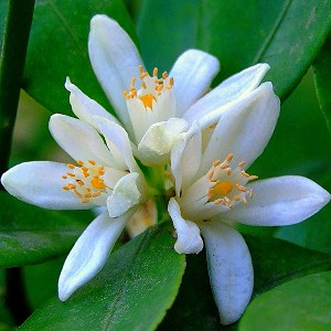 Floral Citrus