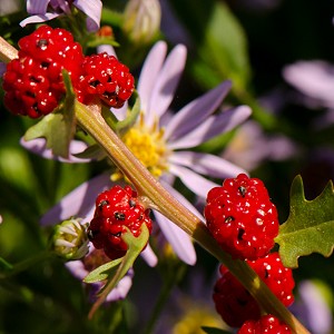 Floral Fruity