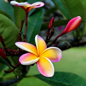 Woody Floral Citrus